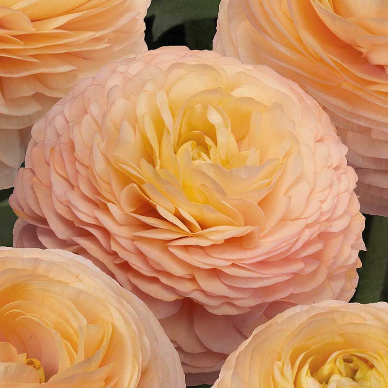 Close-up of a light pink and yellow romance salerno ranunculus flower with a natural background