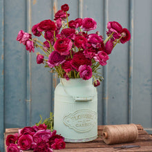 Vibrant purple ranunculus violet flowers in a pink pot on a neutral backdrop