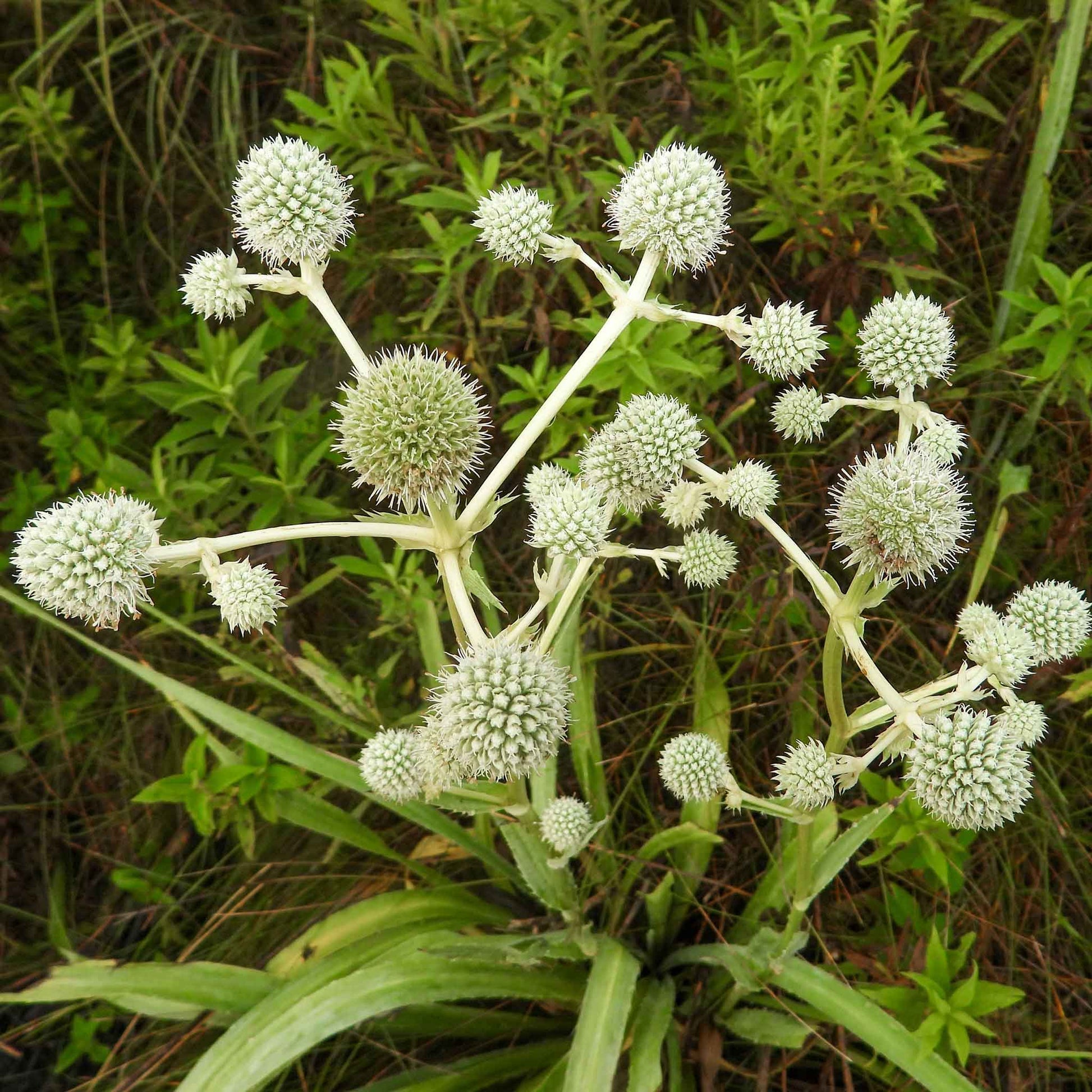 Spiky rattlesnake master plant with silvery-white globe flower heads and green leaves growing in a natural outdoor setting.