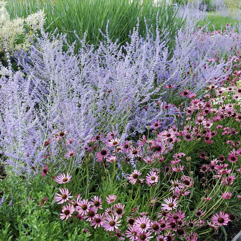 Russian sage blue spire with purple blooms among pink flowers and green foliage in a garden.