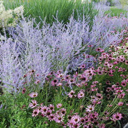 Russian sage blue spire with purple blooms among pink flowers and green foliage in a garden.