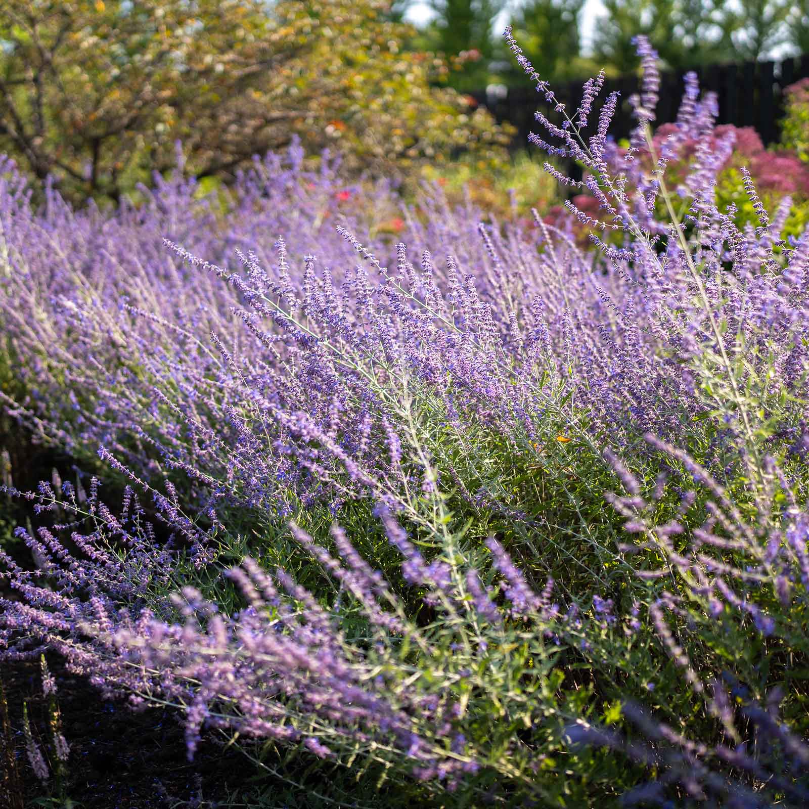Russian sage blue spire with soft purple blooms in a mixed garden with green foliage.