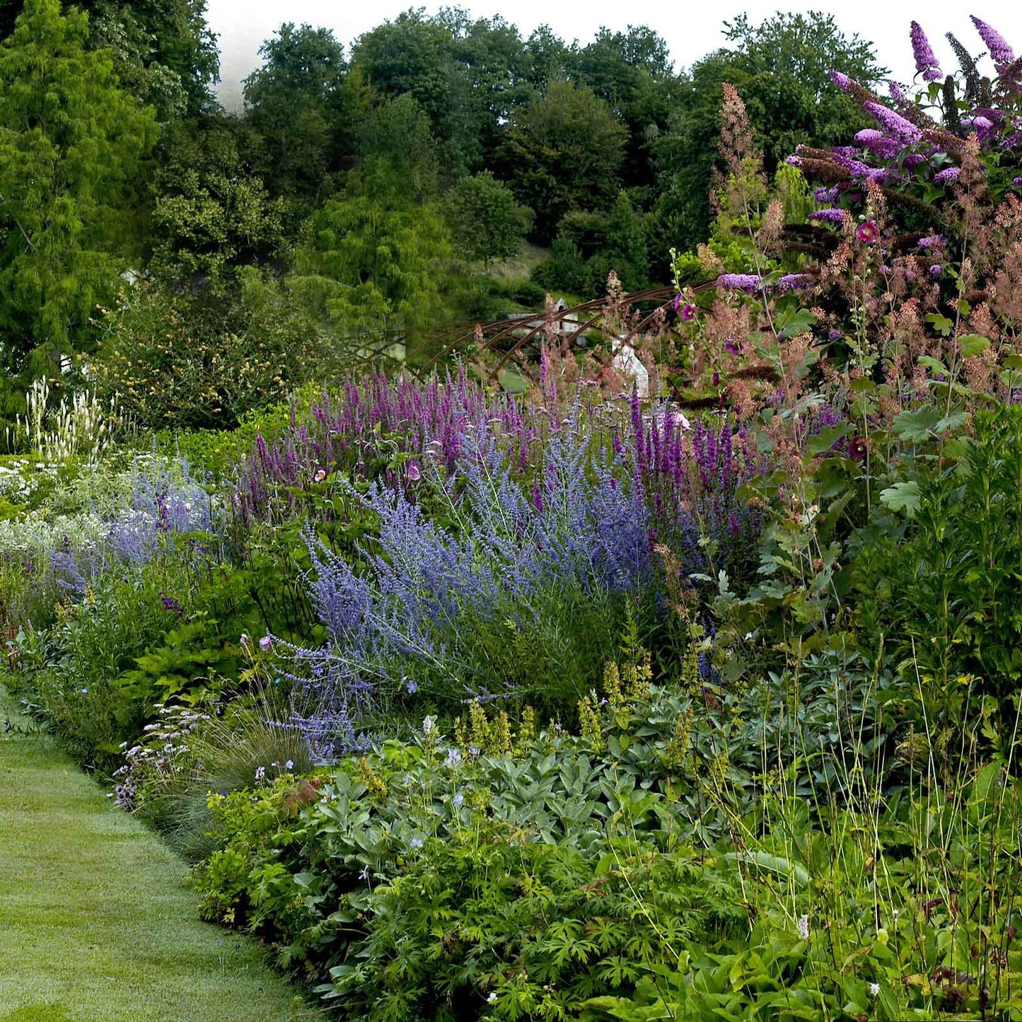 Russian sage blue spire with purple blooms and green leaves in a garden setting.