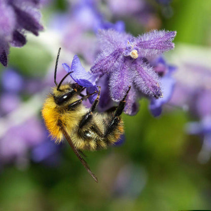 Russian sage blue spire with purple blooms visited by a bee against a blurred background.