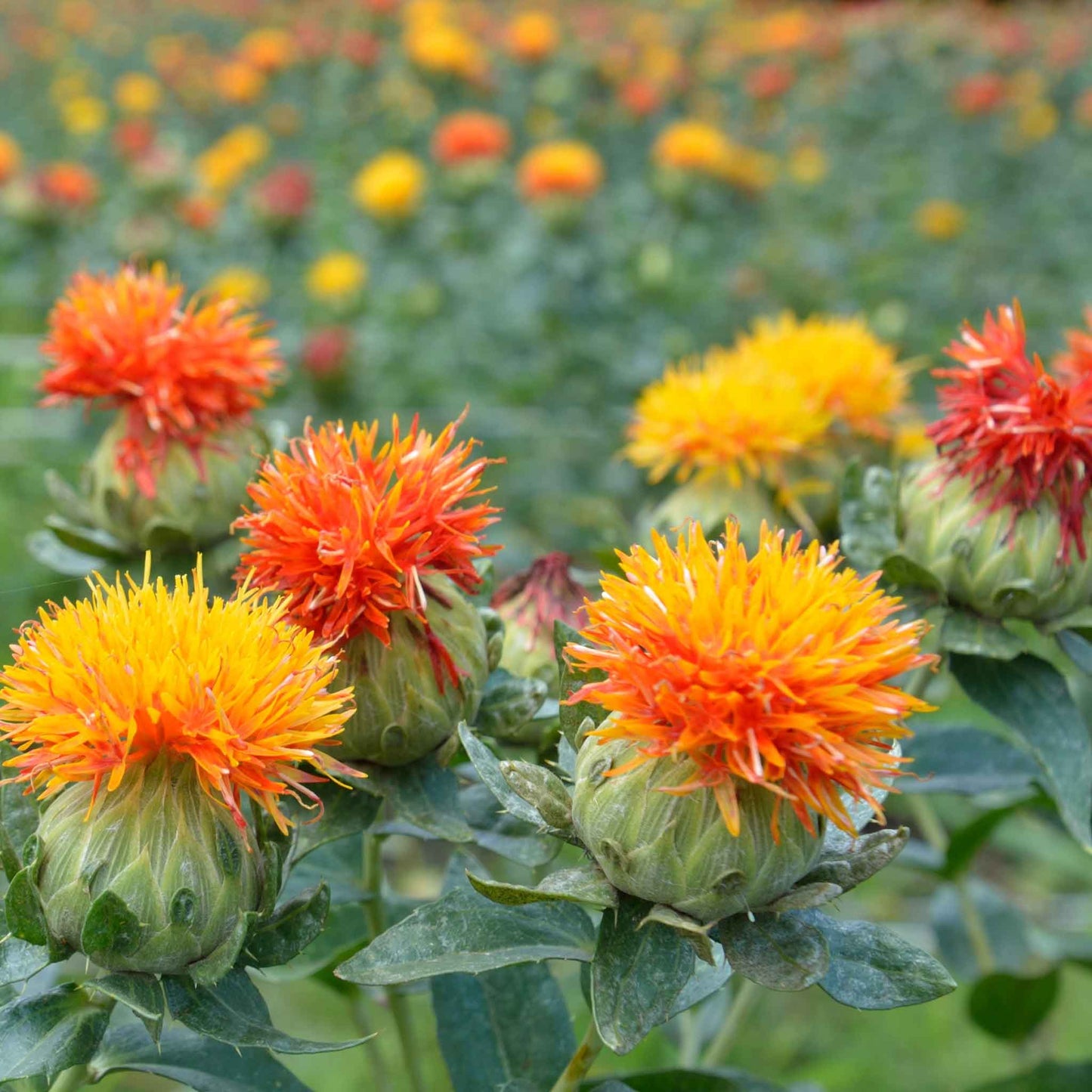 A close-up view of a green safflower plant with a red flower bud forming at its center.