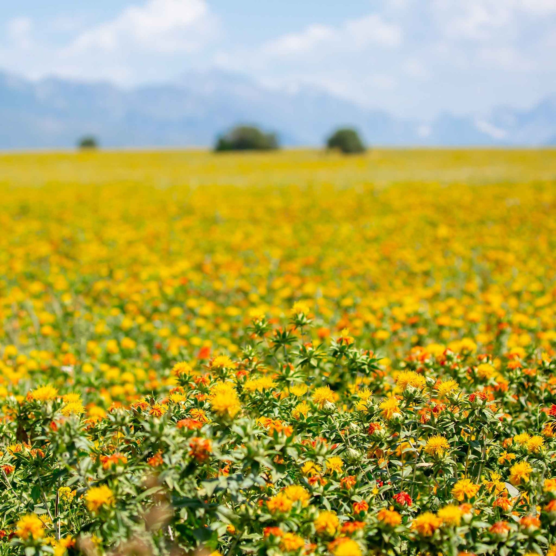 Close-up of safflower plant with a vibrant orange bloom and green leaves.