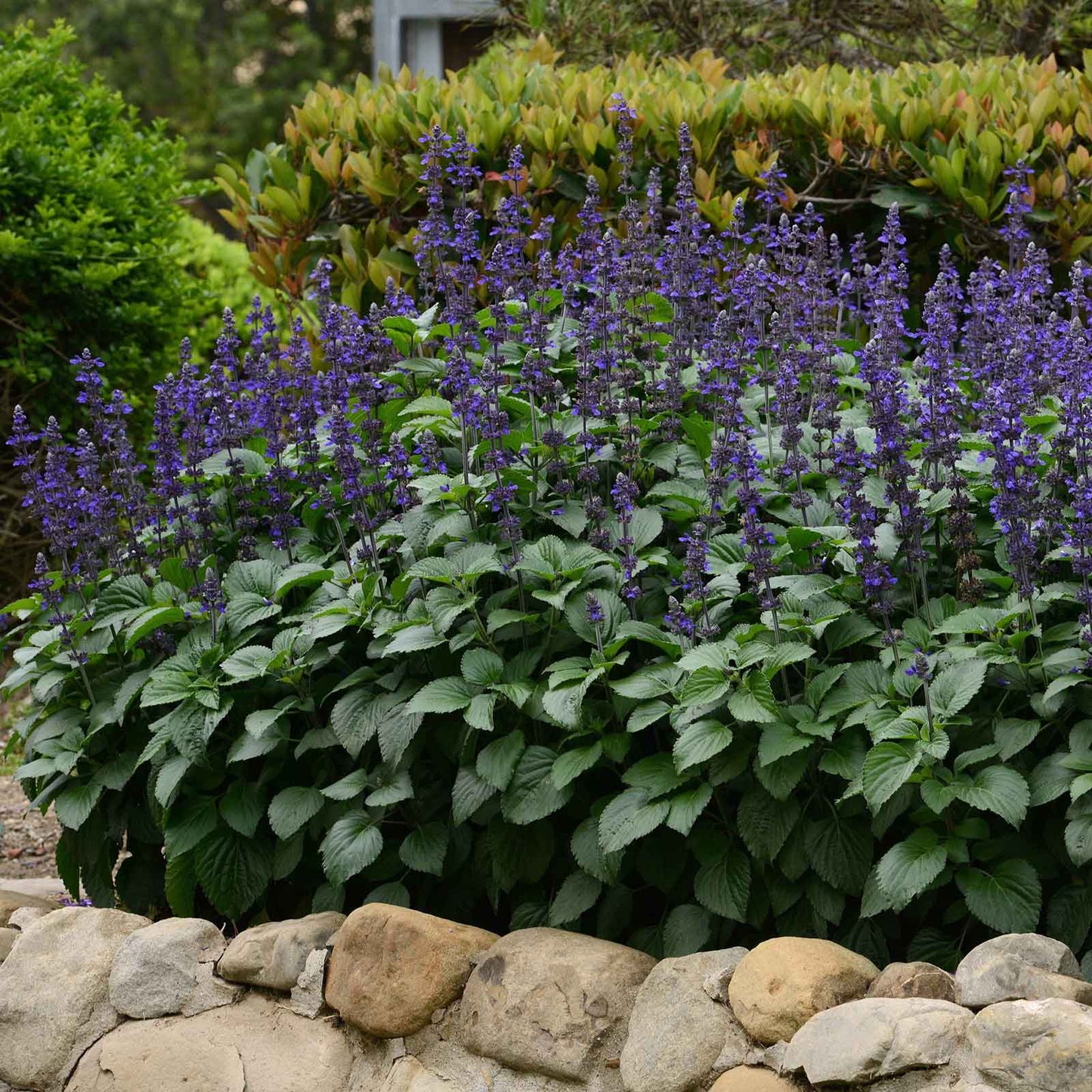 Sage Big Blue tall purple flower spikes with green leaves on a rocky background