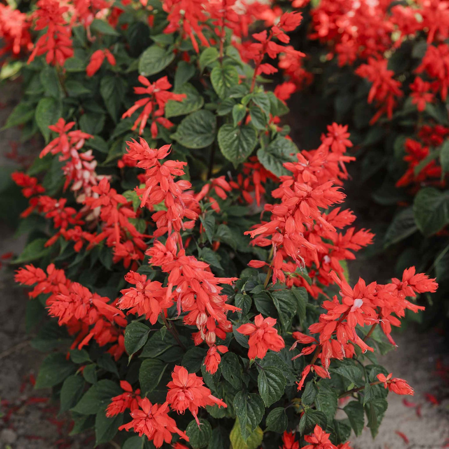 Sage Blaze of Fire bright red flower cluster with green leaves in the background