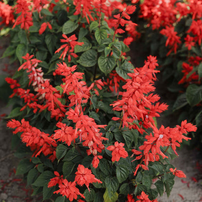 Sage Blaze of Fire bright red flower cluster with green leaves in the background