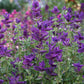 Clary Sage Blue Monday blue-purple flowers with green foliage and unopened buds