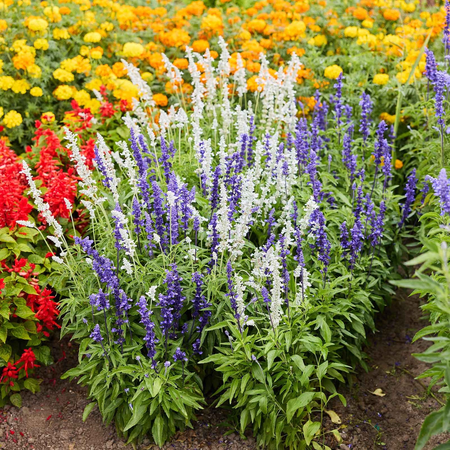 Blue and white sage mix growing in a garden setting with marigolds in the background