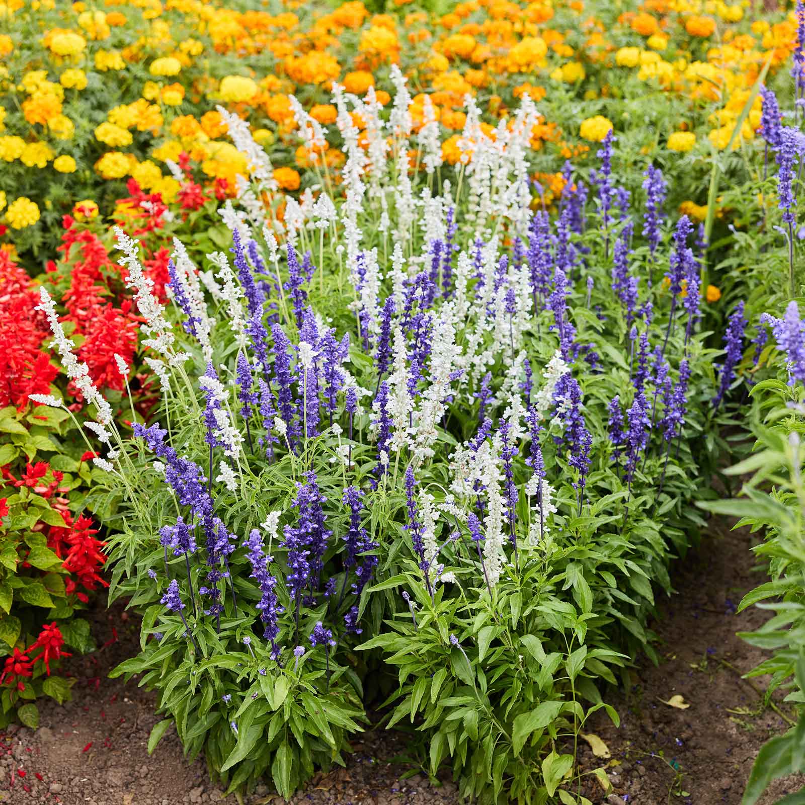 Blue and white sage mix growing in a garden setting with marigolds in the background