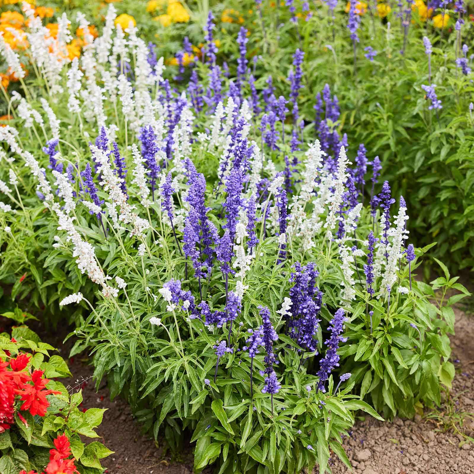 Blue and white sage mix growing in a garden setting with marigolds in the background