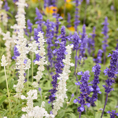 Close up view of Blue and white sage mix growing in a garden setting with a blurred background