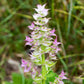 Clary Sage Bluish-White flowers with pink tones against a green leafy background