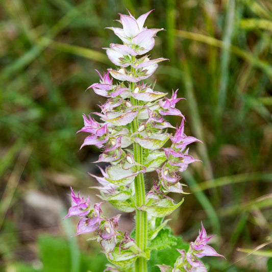 Clary Sage Bluish-White flowers with pink tones against a green leafy background