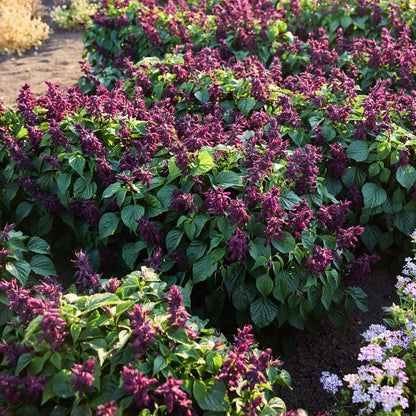 Row of purple flowering sage estella purple plants with green leaves in a garden setting.