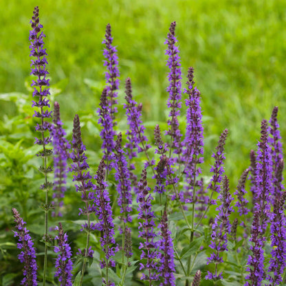Meadow Sage deep purple flowers with green leaves on a blurred background