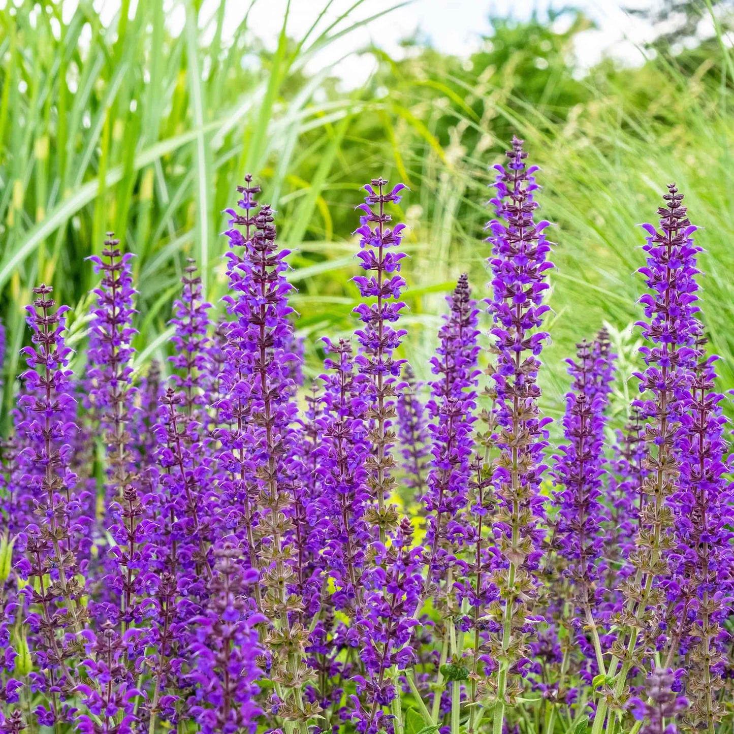 Meadow Sage tall purple flower spikes against a blurred green background