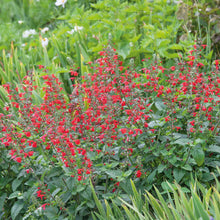 Scarlet Sage flowers with deep red clusters against a blurred green background