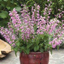 Sage Summer Jewel Lavender pink-purple flowers in a terracotta pot on a patio