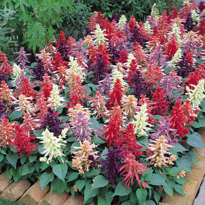 Sage Vista Mix red and pink flower spikes with green leaves on a blurred background