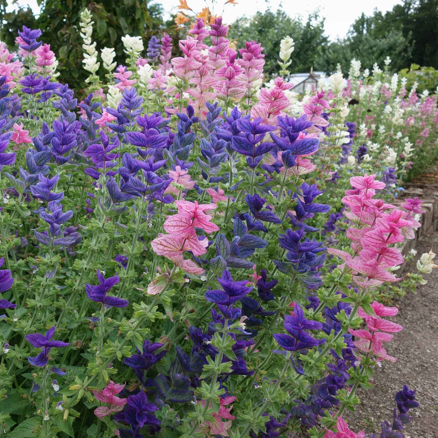 Clary Sage White Swan white and pink flowers on a blurred purple-green background