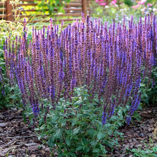 Cluster of salvia may night with deep purple spikes against a blurred garden background.