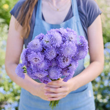 A person holding a bouquet of scabiosa blue cockade flowers in a garden setting.