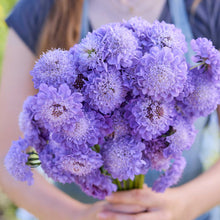 A close up of a person holding a bouquet of scabiosa blue cockade flowers in a garden setting.