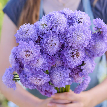 A close up of a person holding a bouquet of scabiosa blue cockade flowers in a garden setting.
