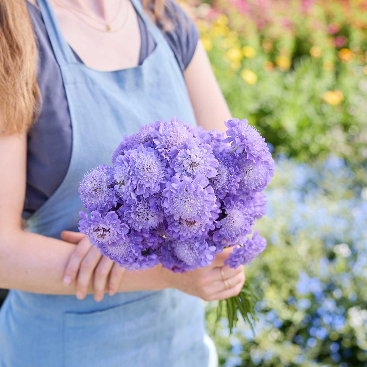 A person holding a bouquet of scabiosa blue cockade flowers in a garden setting.