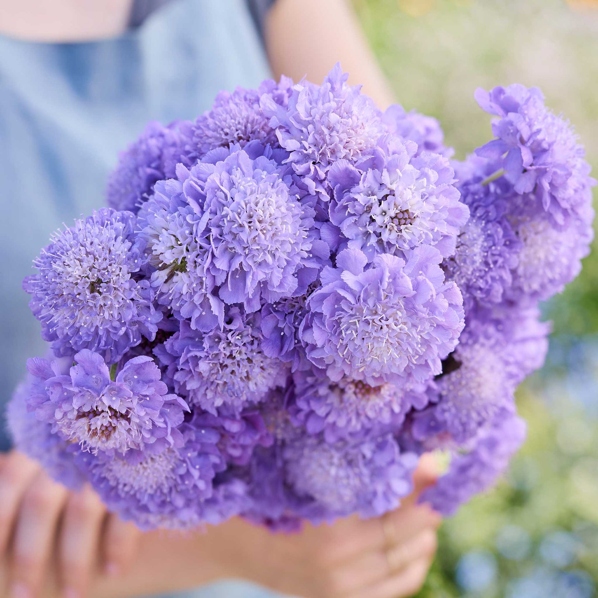 A close up of a person holding a bouquet of scabiosa blue cockade flowers in a garden setting.
