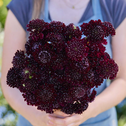 Person holding a bouquet of dark red flowers from the scabiosa signature bundle in a natural setting