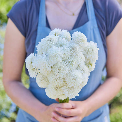 Person holding a bouquet of white flowers from the scabiosa signature bundle in a natural setting