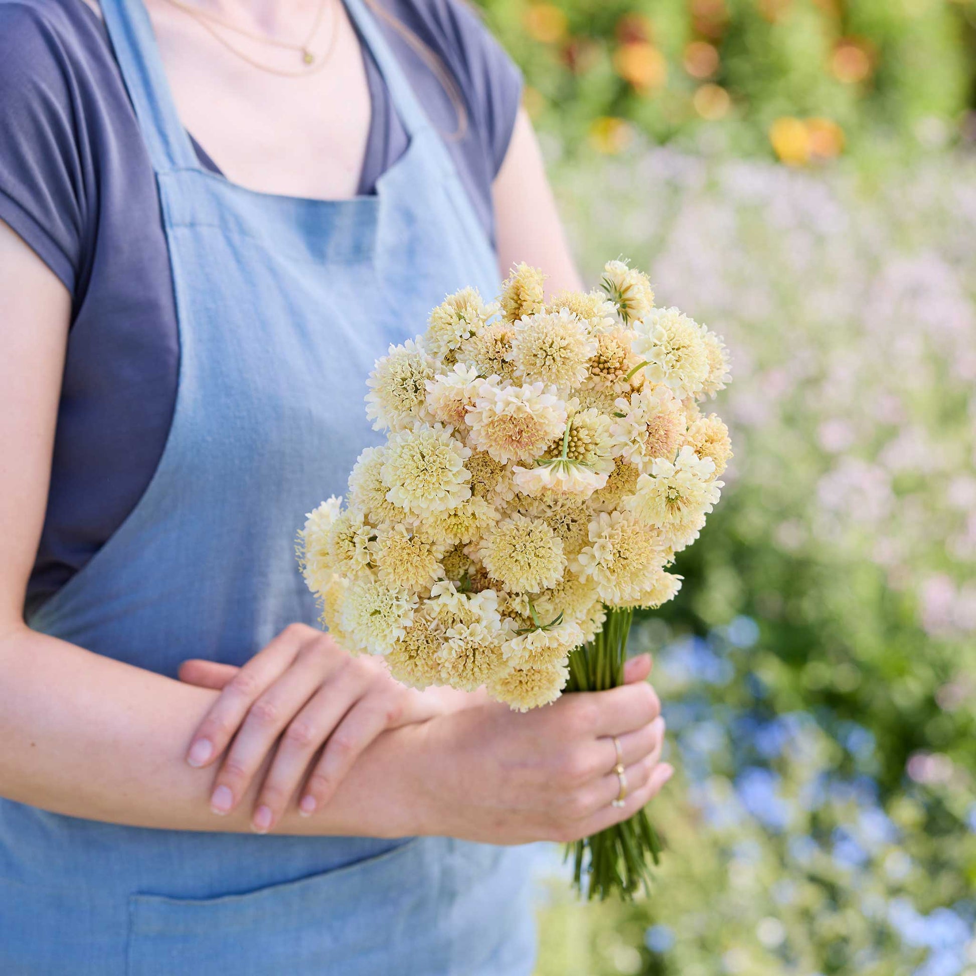 A person holding a bouquet of scabiosa fata morgana flowers in a garden setting.