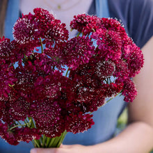 A close up of a person holding a bouquet of scabiosa fire king flowers in a garden setting.