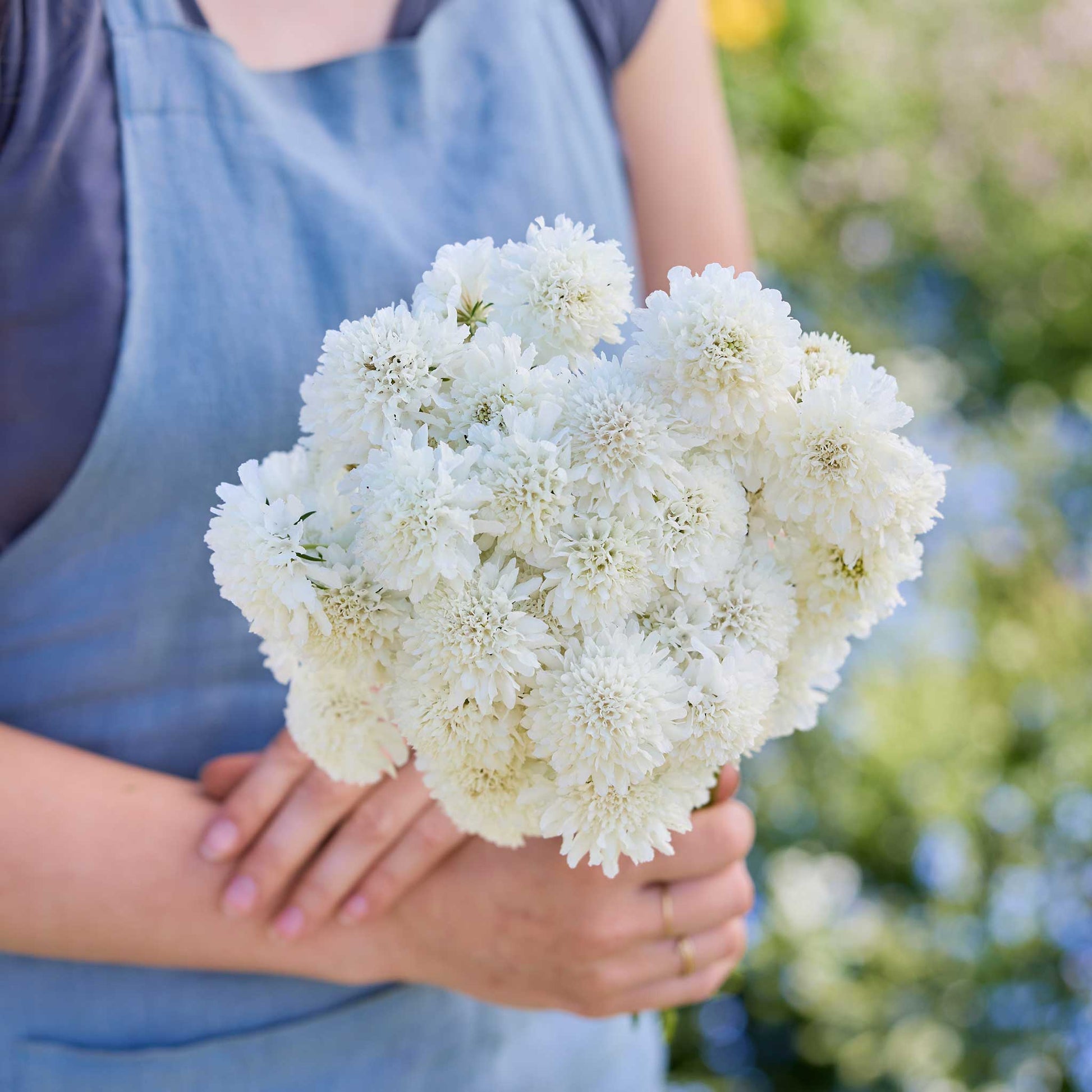 A person holding a bouquet of scabiosa snowmaiden flowers in a garden setting.
