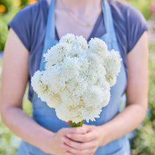 A person holding a bouquet of scabiosa snowmaiden flowers in a garden setting.