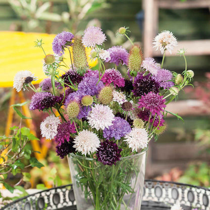Purple Scabiosa Tall Double Mix flowers in a glass vase on a bright yellow background