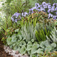 Siberian bugloss jack frost with detailed silver leaves and white flowers in a mixed garden.
