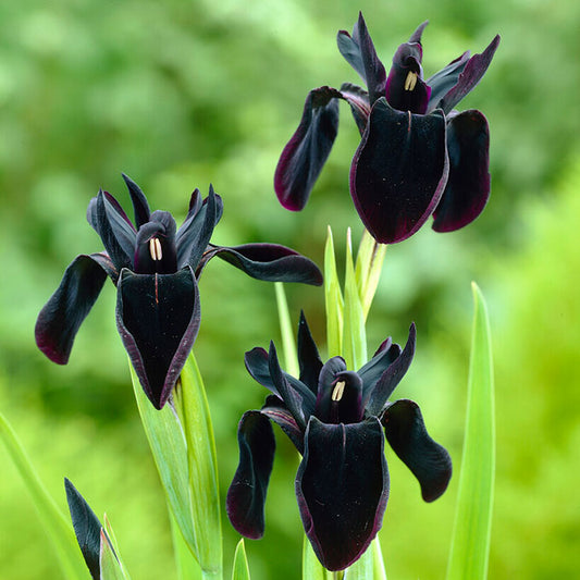 Dark siberian iris black flowered blooms in a garden with yellow flowers in the background.