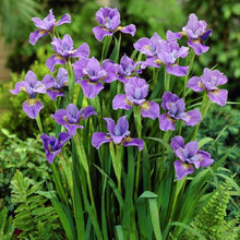 Purple siberian iris purple blooms with yellow and white center markings in a garden.