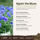 A visual overview of the wildflower seed mix, showcasing expected floral blooms.