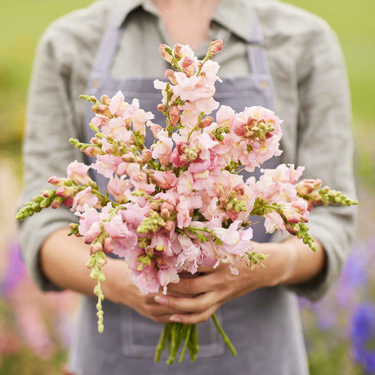 Snapdragon appleblossom light pink flowers held by a person with a blurred background