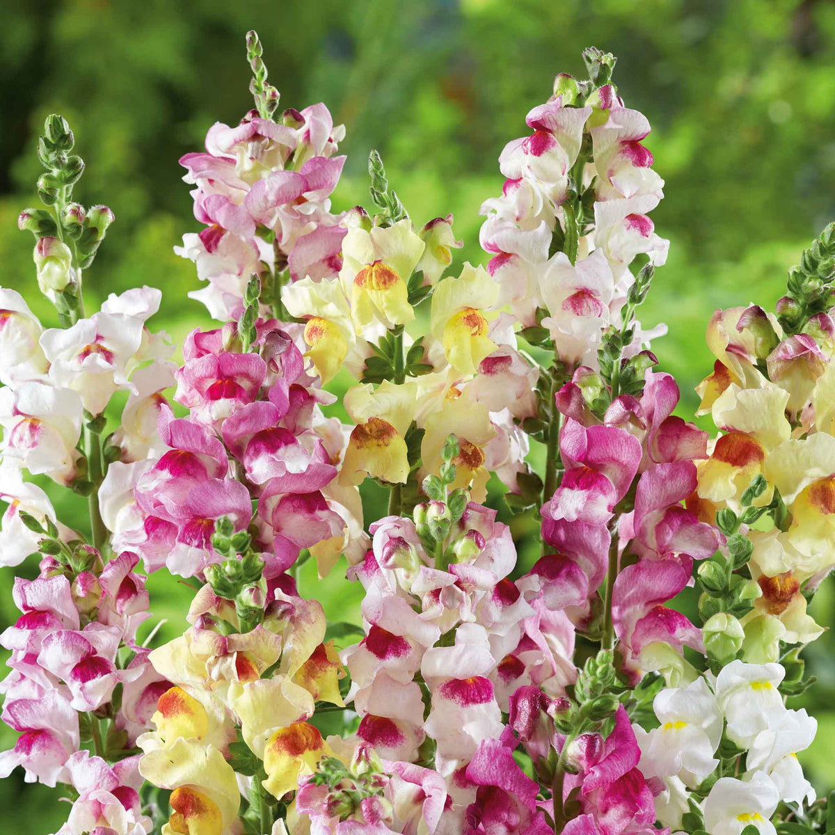 Bright pink and white snapdragon flowers bloom vibrantly, showcasing delicate petals and rich green foliage.