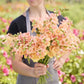 Snapdragon chantilly light salmon peach flowers held by person on blurred background