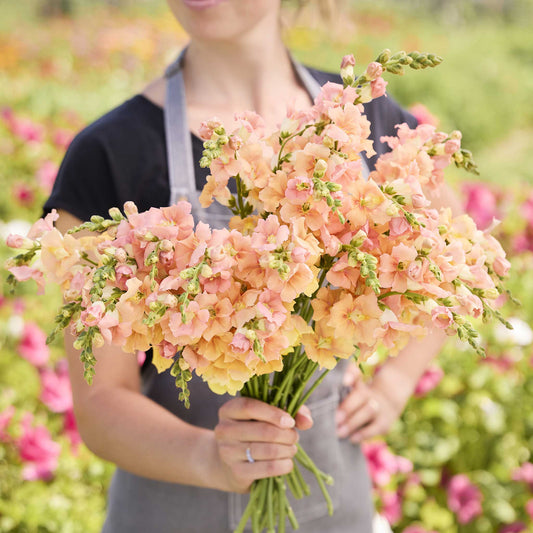 Snapdragon chantilly light salmon peach flowers held by person on blurred background
