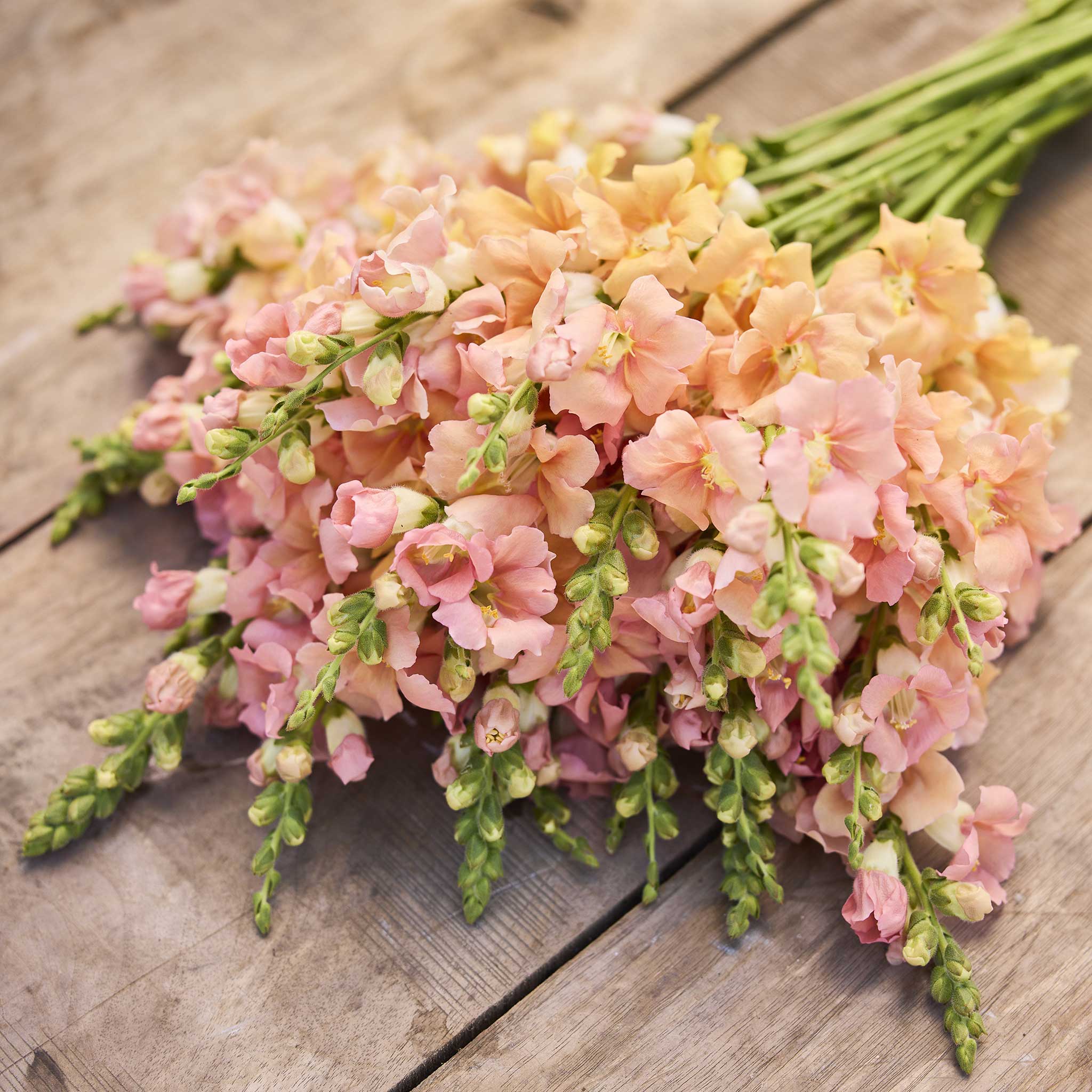 Snapdragon chantilly light salmon peach flowers in close-up on a blurred background