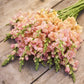 Snapdragon chantilly light salmon peach flowers in close-up on a blurred background